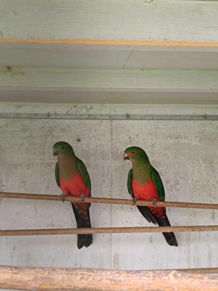 Papoušek Královský