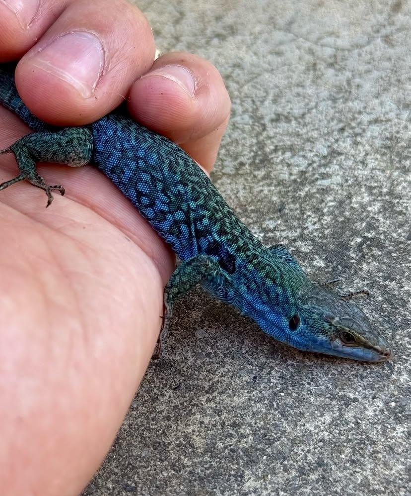 Podarcis Sicula Paulae