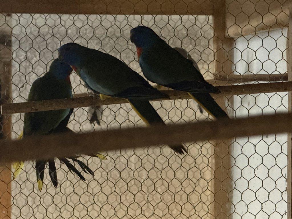 Neoféma modrohlavá