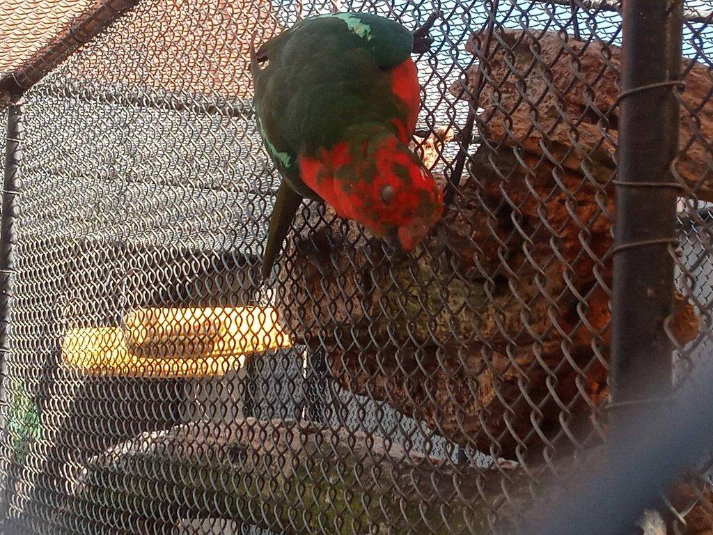 Papoušek královský