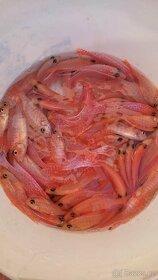 TLAMOVCI TANGANIKA MALAWI