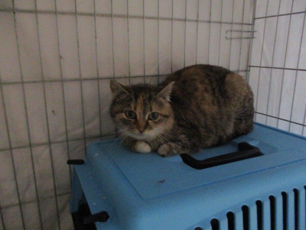 Kočičí parta hledá domov