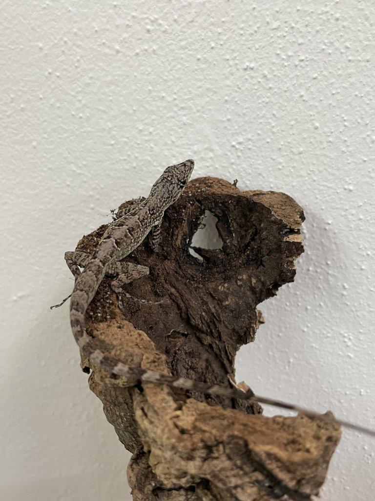 Anolis roquet le diamant