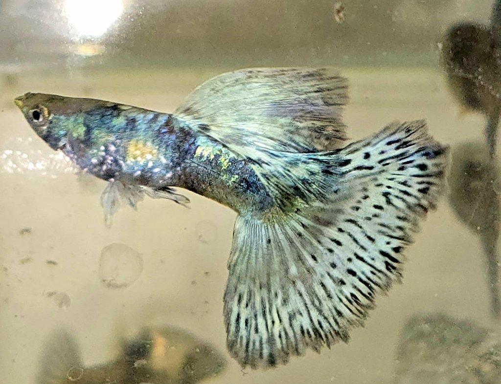 Krásná paví očka - 2 plus 1.