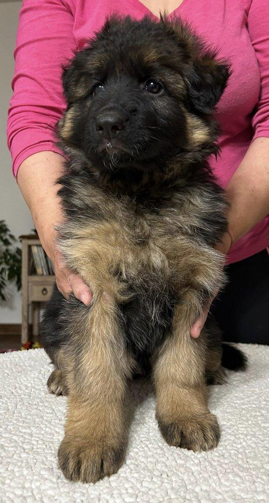 Nemecký ovčiak dlhosrstý