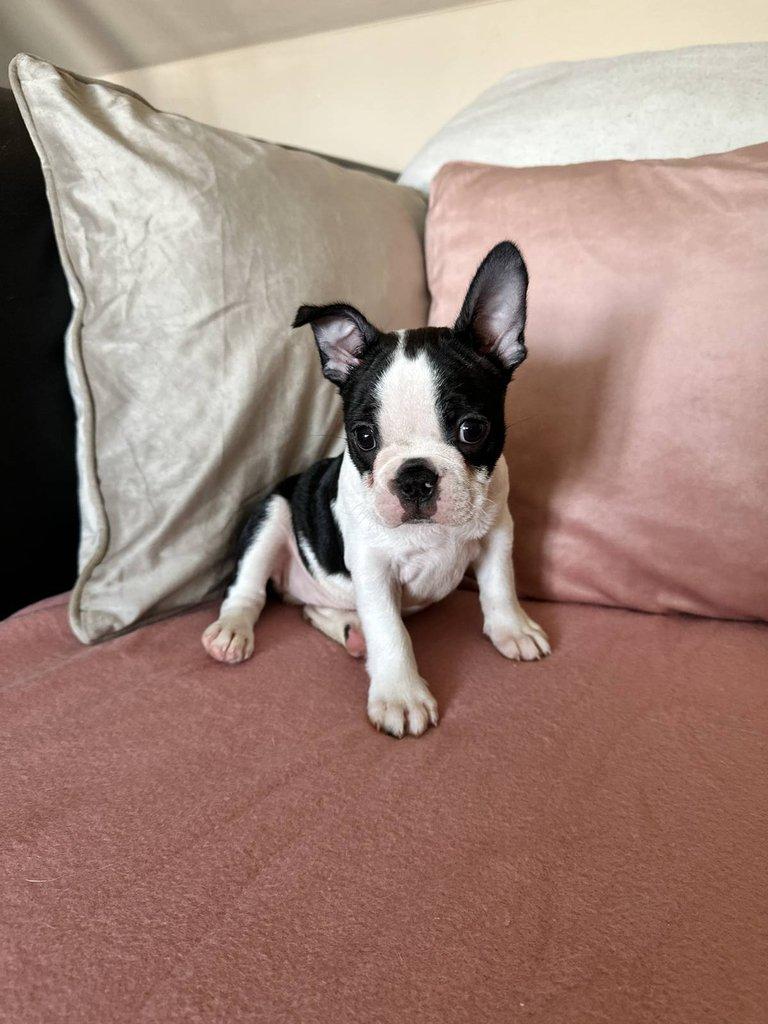 Bostonský teriér s PP FCI