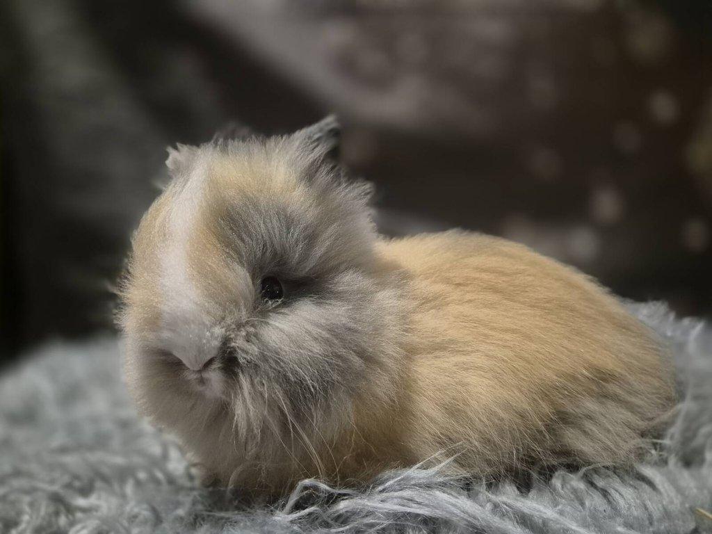 Zakrslý teddy králík