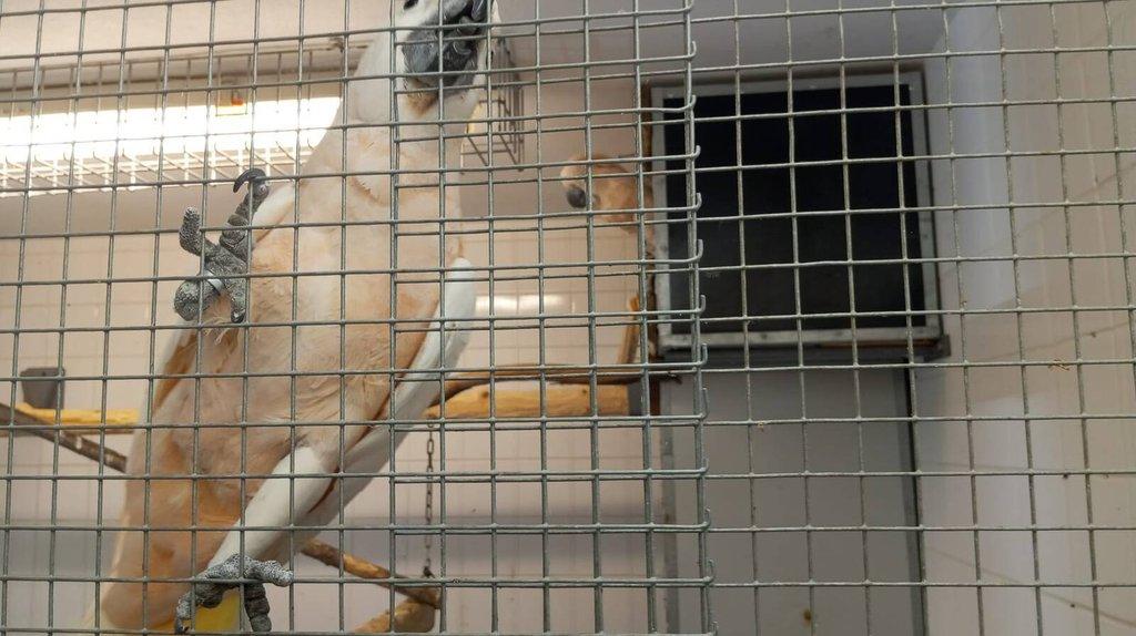 Prodám pár Kakadu molucký