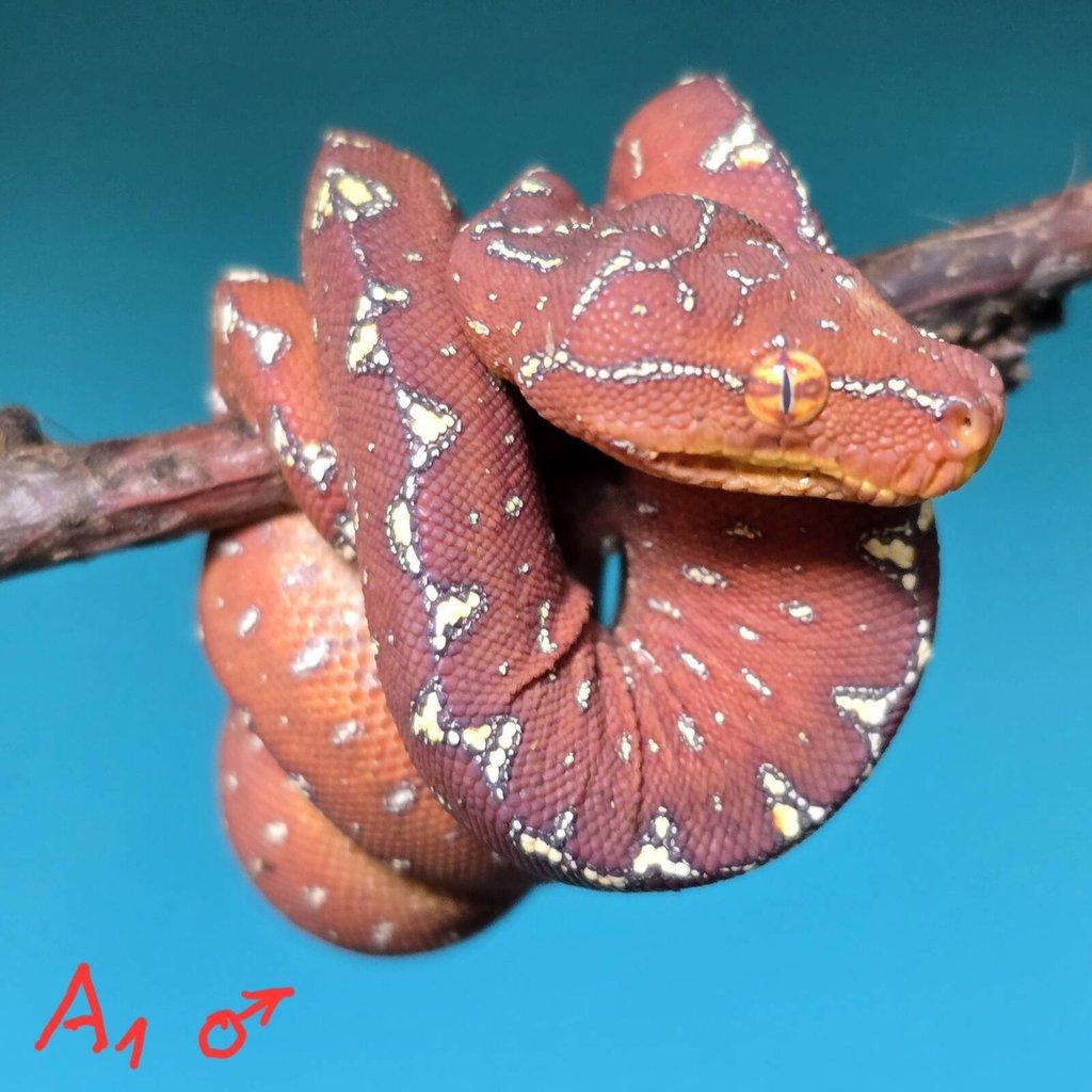 Morelia azurea pulcher (viridis)