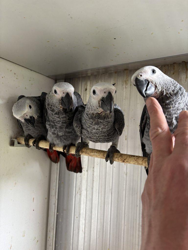 Dokrmenné ochočené žaky velké