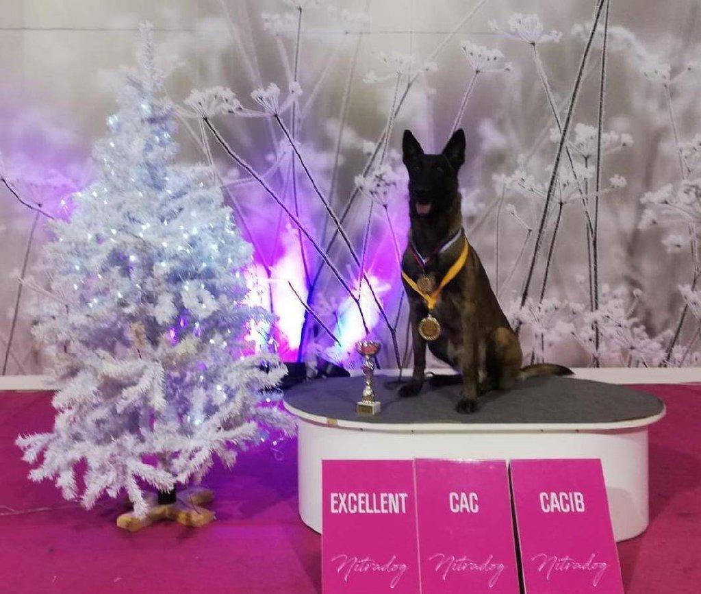 Belgický ovčák - Malinois - štěňata s pp - na záznam