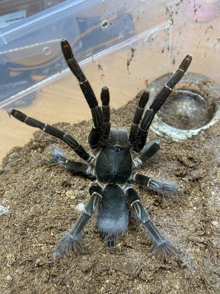 Živá exotika 7.2.026 - stůl: J08