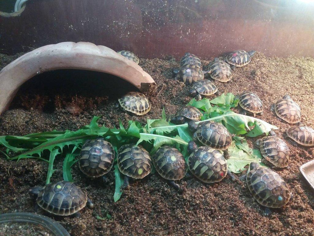 Mláďata želvy zelenavé