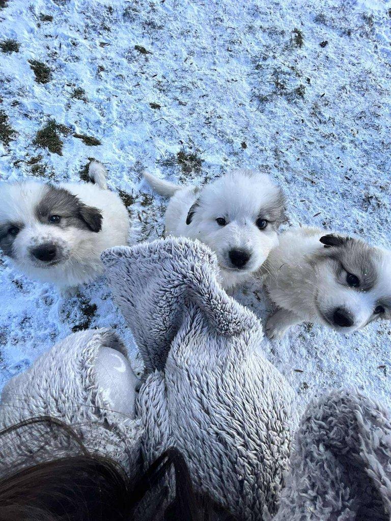 Pyrenejský horský pes