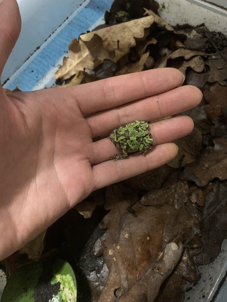 Atraktivní parosničky Scaphiophryne