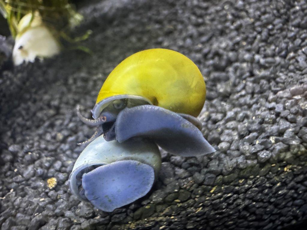 Ampulárie (měchýřovka)