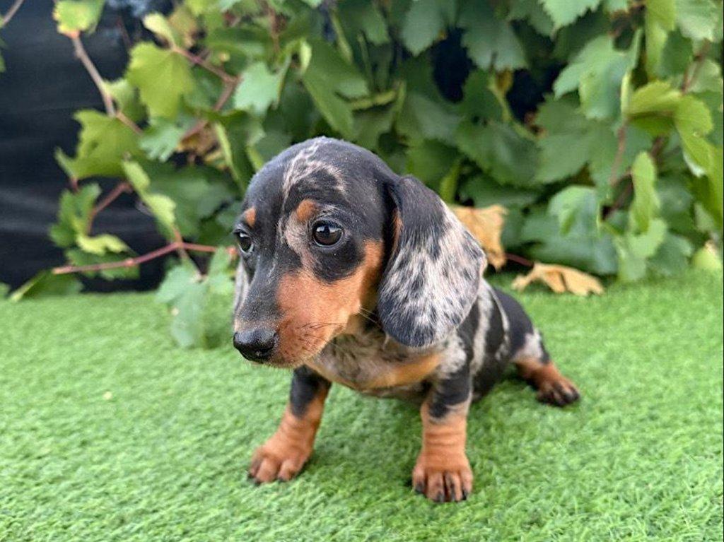 Jezevčík hladkosrstý trpasličí bez PP