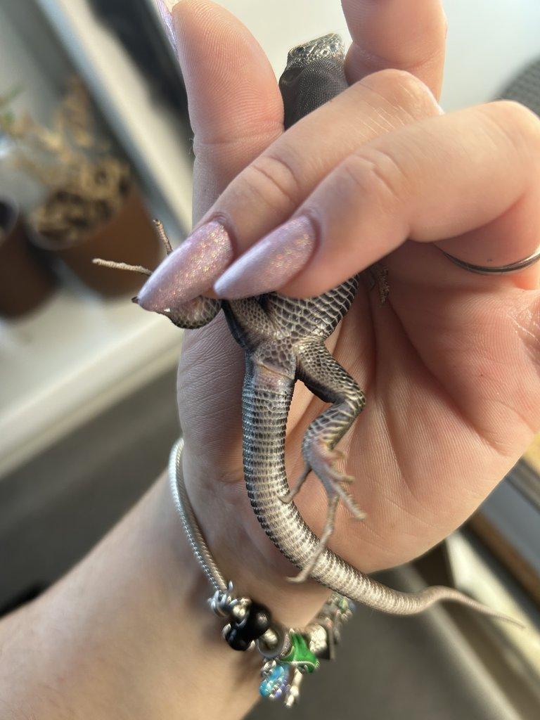 Timon lepidus melanistic 1.2