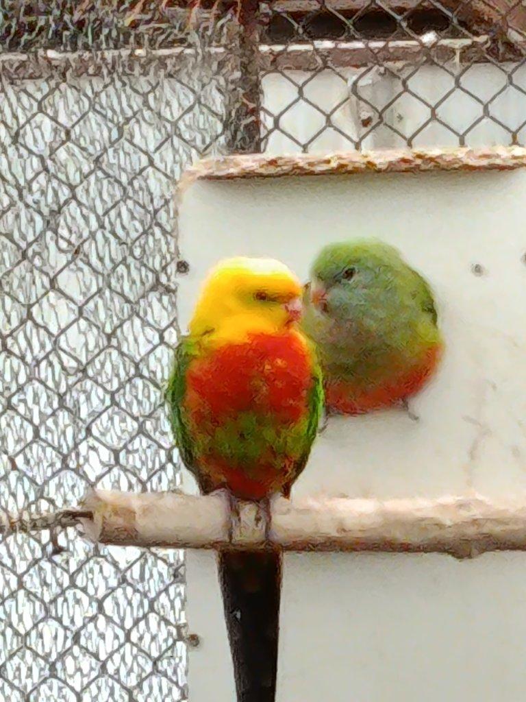 Prodám 1:0 ALEX.V.LUTINO RED FACTOR 2024 DNA