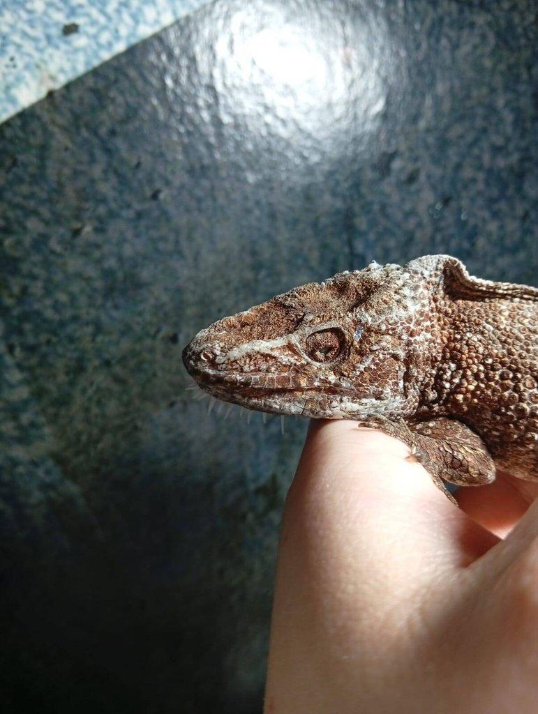 prodám samce Anolise Barbatus