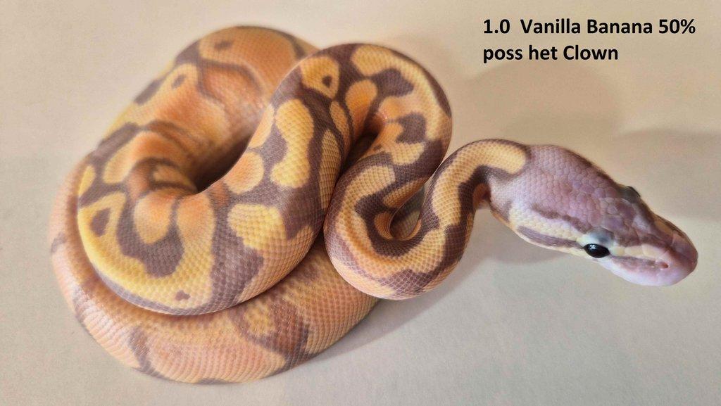 Krajta královská - prodám vlastní odchov 2023 - 2025