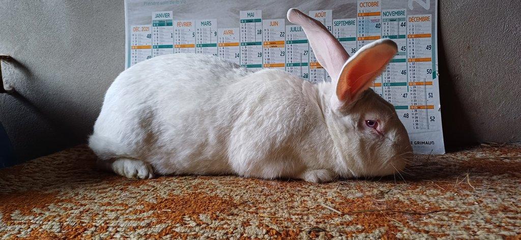 BROJLEROVÝ KRÁLÍCI HYLA - HYPLUS