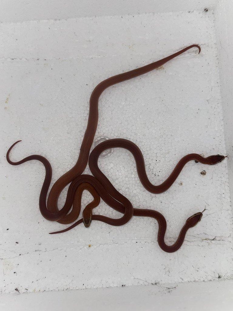 Lamprophis fuliginosus red