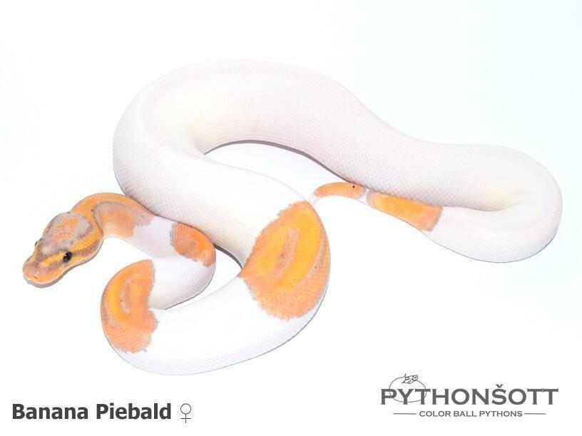 !!! UPRAVENÉ CENY !!! Krajta královská - mláďata