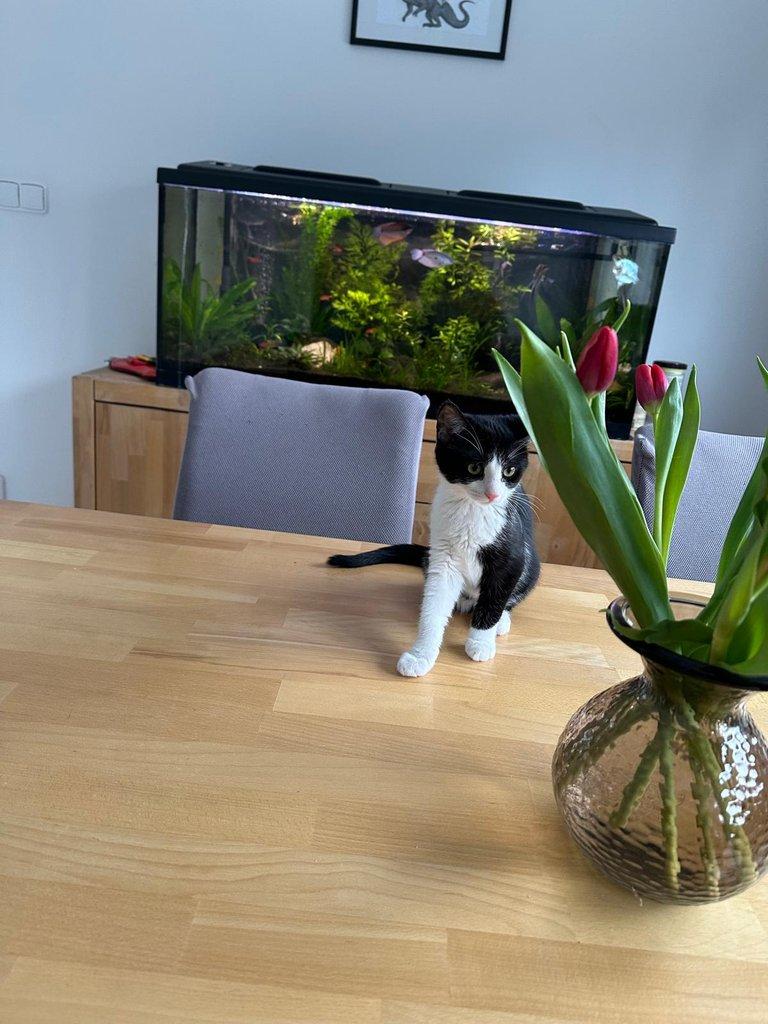 Opuštěné kočičí holčičky