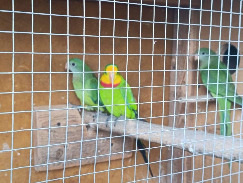 Papoušek nádherný