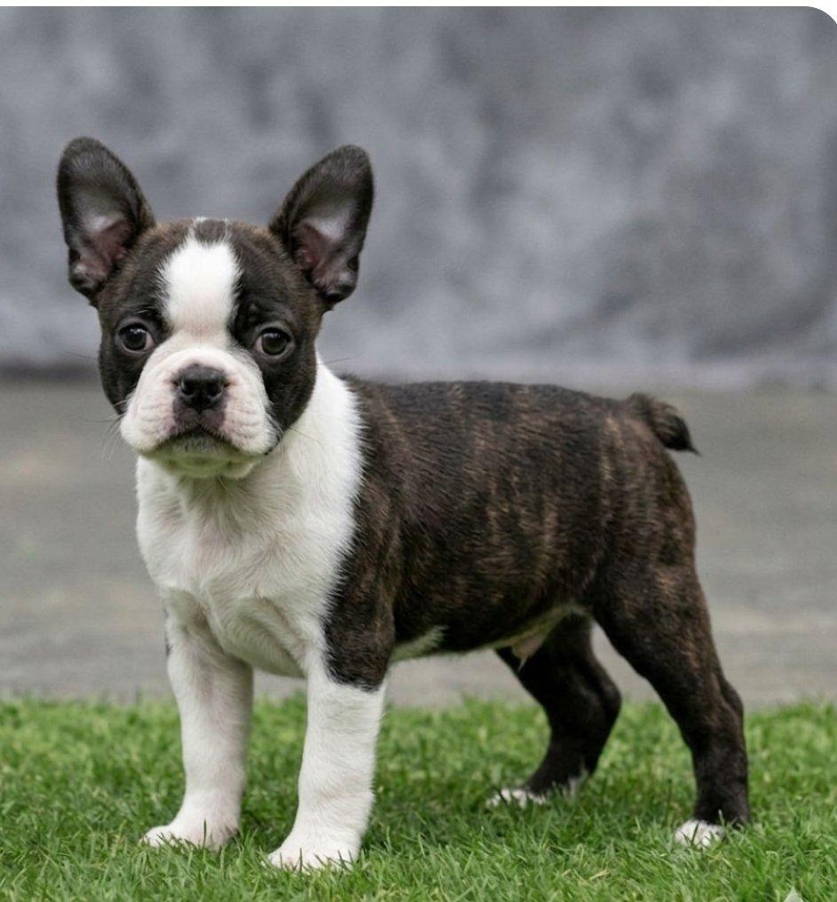 Bostonský teriér s PP FCI