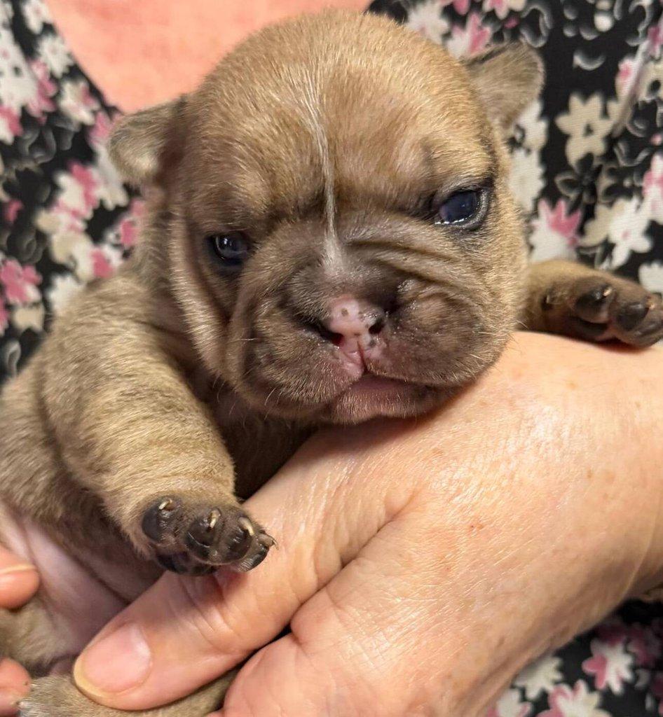 Štěňátka francouzských buldočků