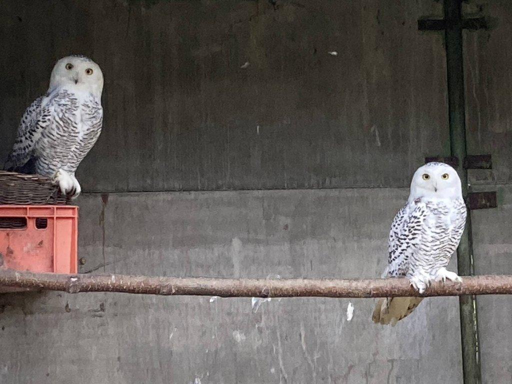 Sovice sněžna prodej