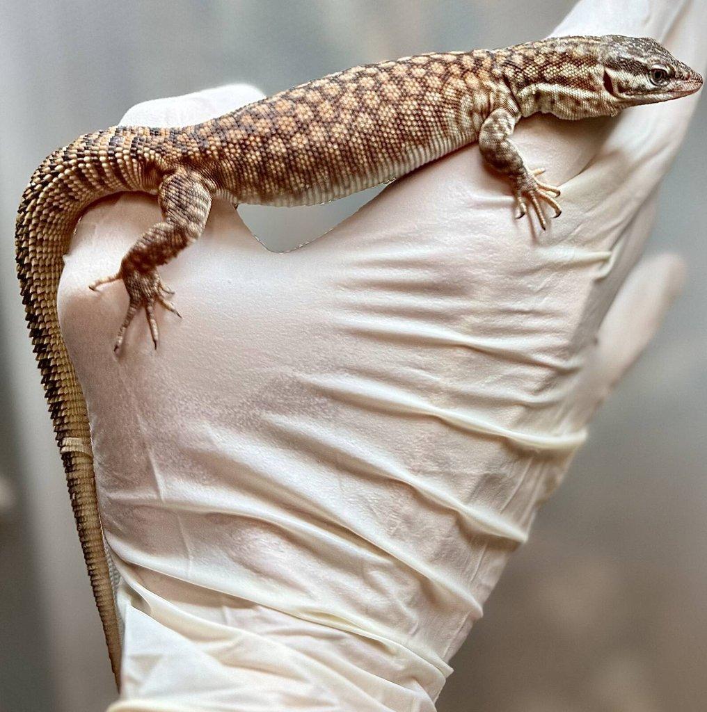 Živá exotika~F18-F20