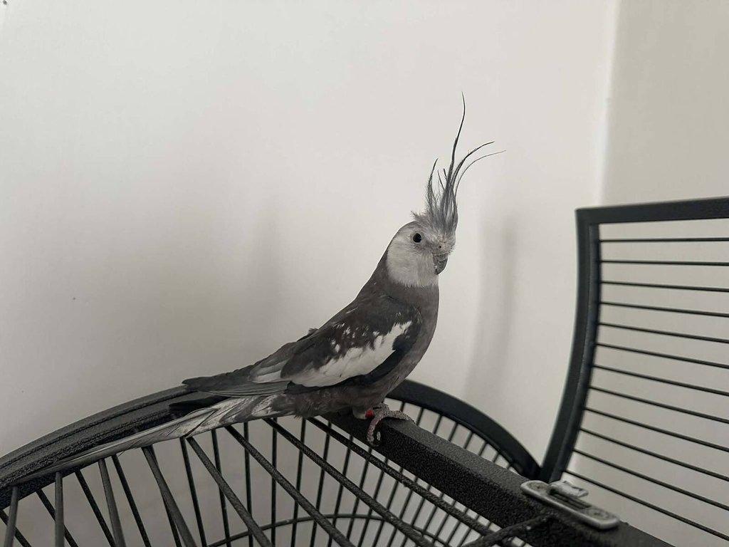 Korela bělohlavá perlová