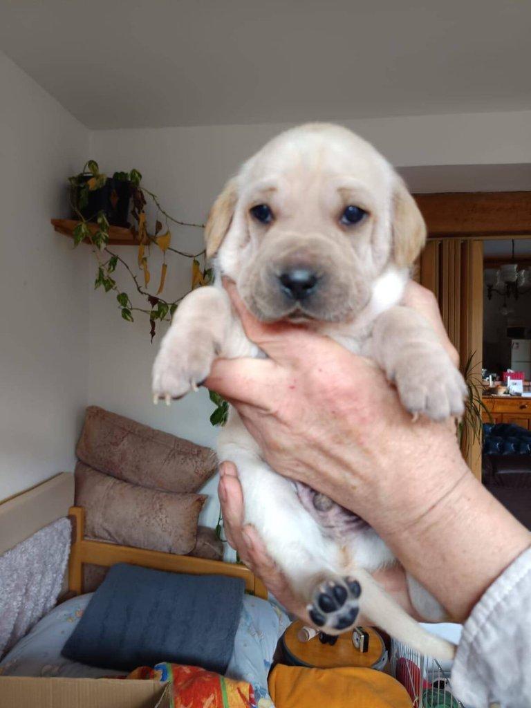 Štěňata- kříženci