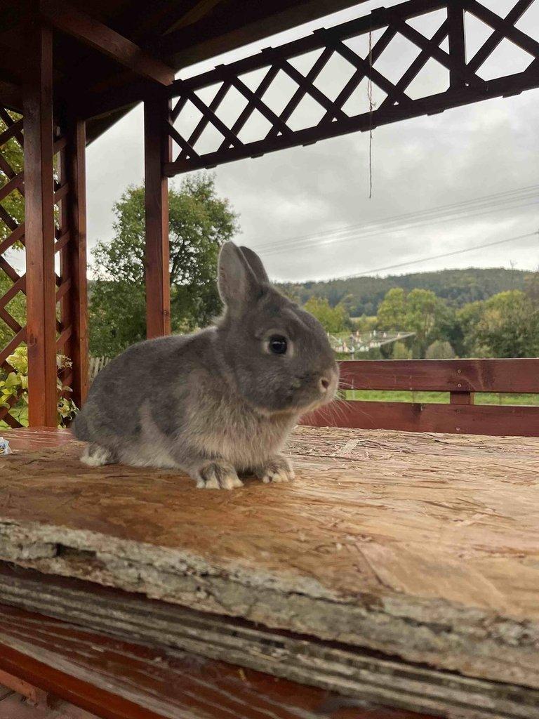 zakrslý divoce modrý