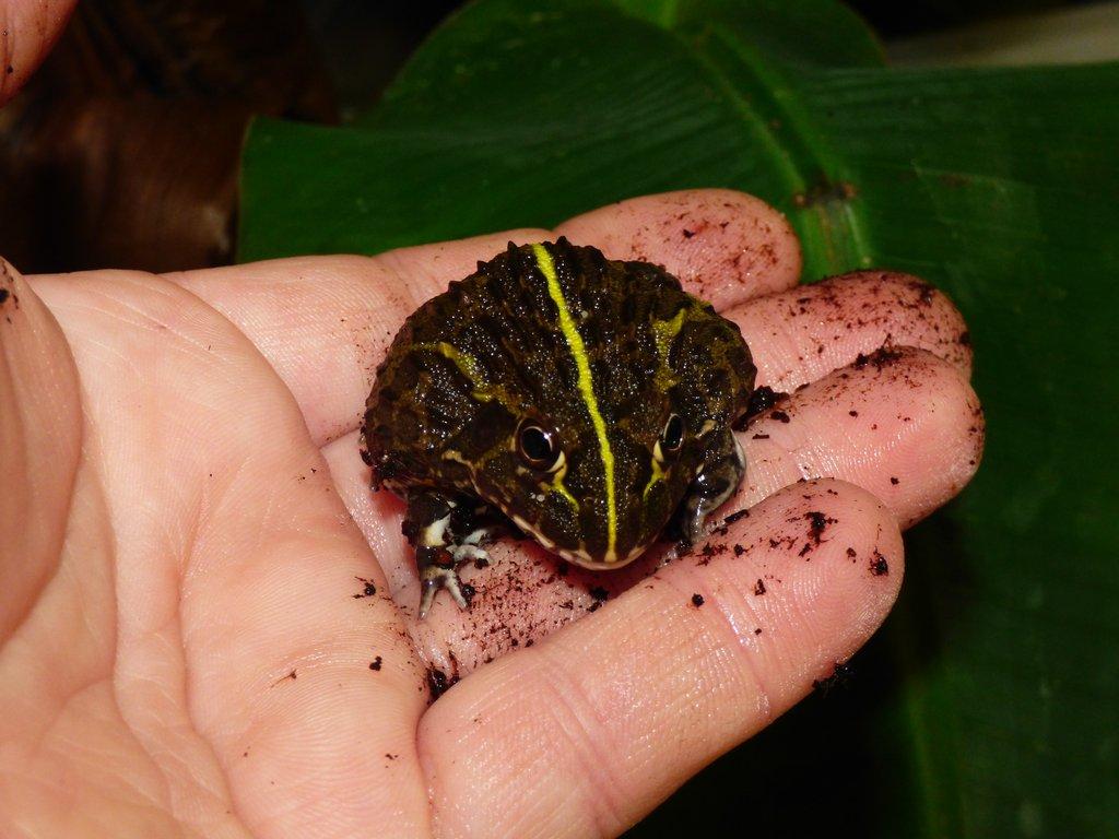 Hrabatka drsná (Pyxicephalus adspersus)