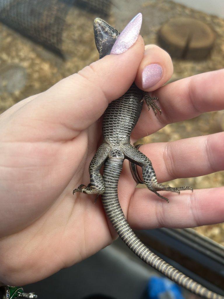 Timon lepidus melanistic 1.2