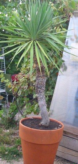 Juka, yucca mrazuvzdorná