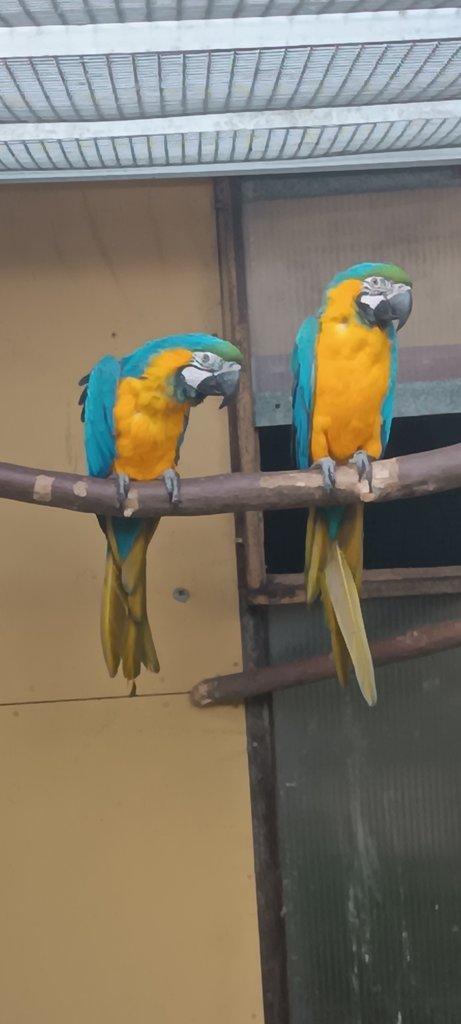 Prodám Ara ararauna