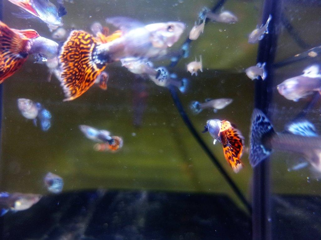 Poecilia reticulata - Red Mosaic Dumbo Ear