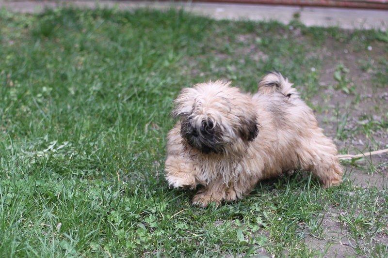 Štěňátka Shih-tzu