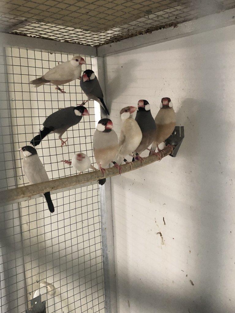 Prodam loňske a letošní ryžovniky