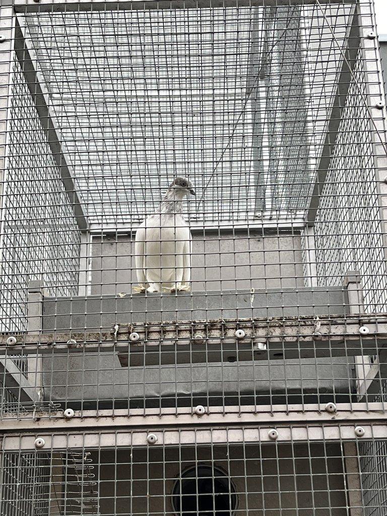 BUDAPEŠŤSKÝ VYSOKOLETEC