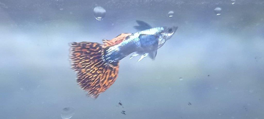 Poecilia reticulata - Red Mosaic Dumbo Ear