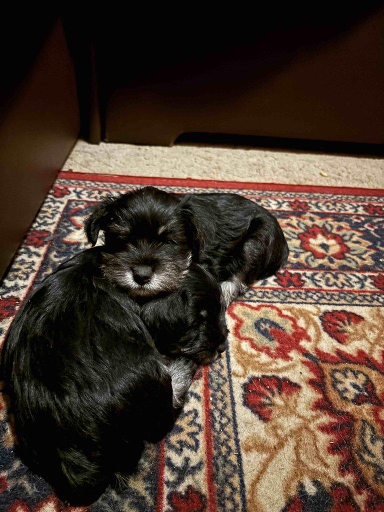 Knírač malý černostříbřitý