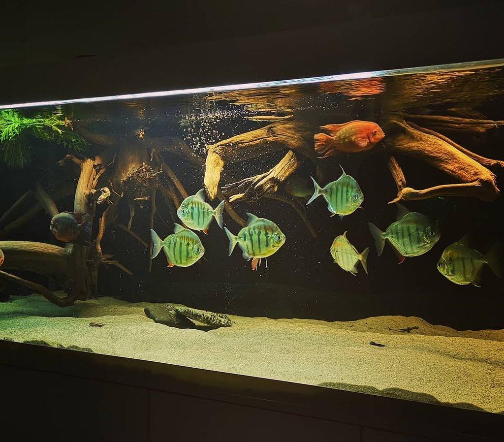 Metynnis, Heros, Botia, Arowana - Faunatrhy Ostrava !