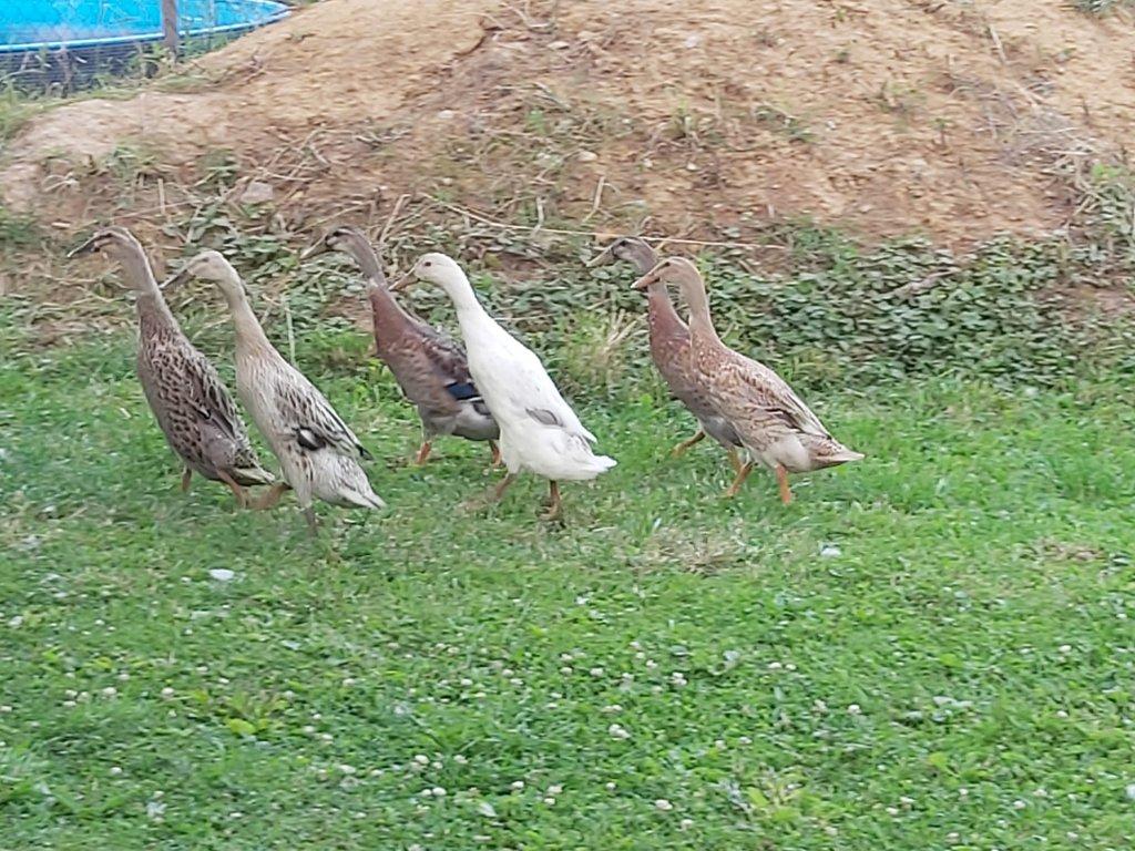 Indický běžec – nejlepší bojovník proti slimákům