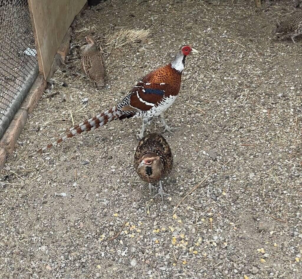 Prodám loňský odchov Bažantů